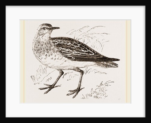 Golden Plover by Anonymous