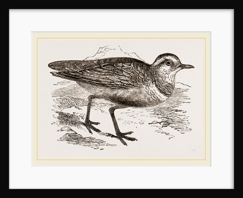 Dotterel by Anonymous