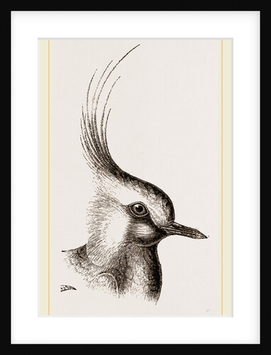 Head of Lapwing by Anonymous