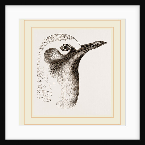 Head of Grey Plover by Anonymous