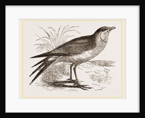 Collared Pratincole by Anonymous