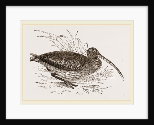 Curlew by Anonymous