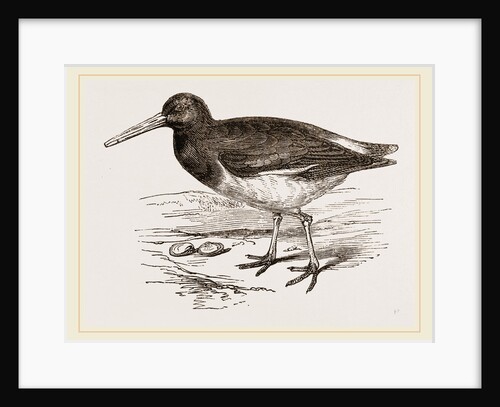 Oyster-catcher by Anonymous