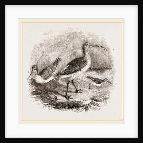 Group of Scolopacidae by Anonymous
