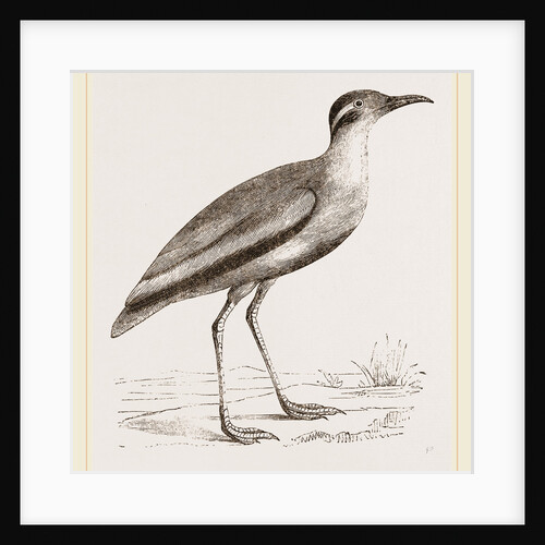 Black-bellied Swift-foot by Anonymous