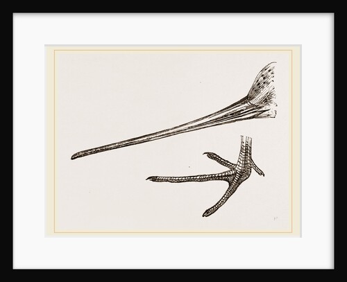 Beak and Foot of Black-tailed Godwit by Anonymous