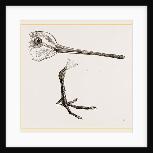 Hed and Leg of Snipe by Anonymous