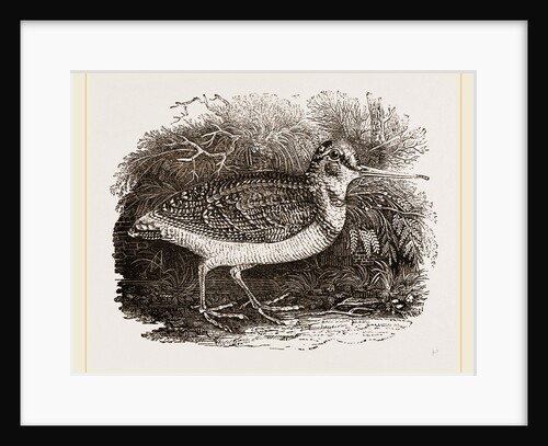 Woodcock by Anonymous