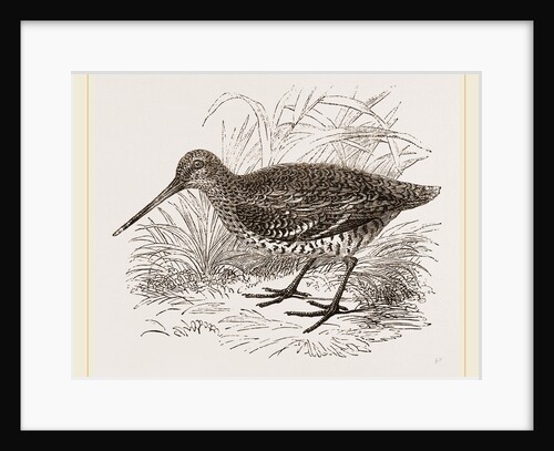 Solitary or Great Snipe by Anonymous