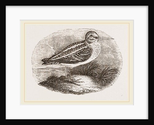 Jack Snipe by Anonymous