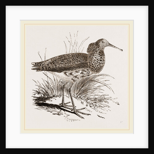 Raff in Summer Plumage by Anonymous