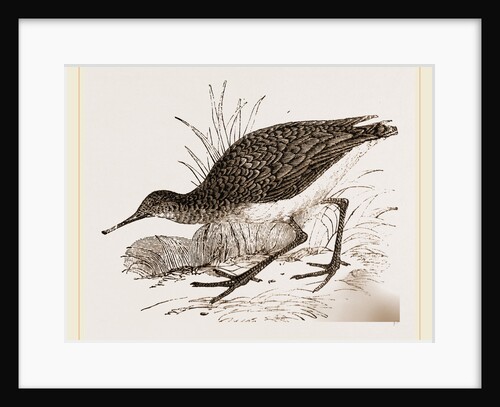 Ruff in winter Plumage by Anonymous