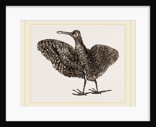 African painted Snipe by Anonymous