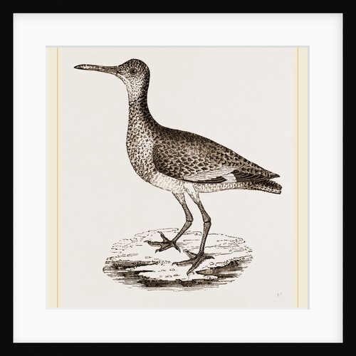 Willet by Anonymous