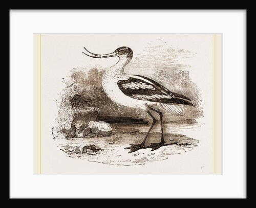 Avocet by Anonymous