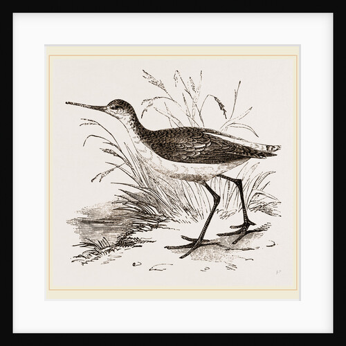 Marsh Sandpiper by Anonymous