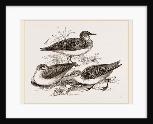 Little Sandpipers by Anonymous