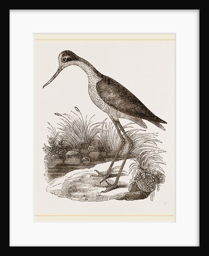 Mexican Stilt-Plover by Anonymous