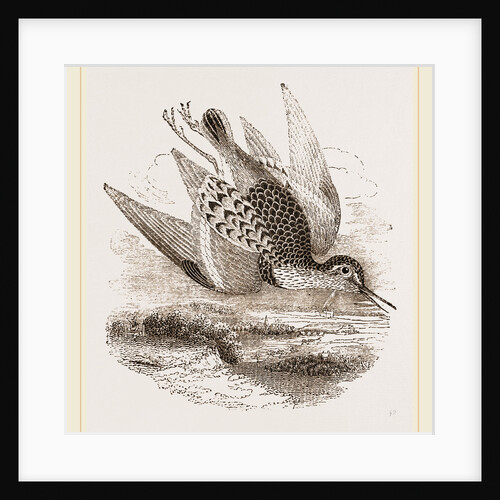 Dunlin by Anonymous