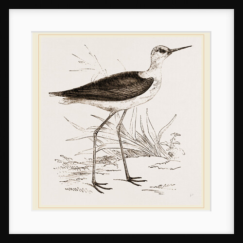 Black-winged Stilt Plover by Anonymous