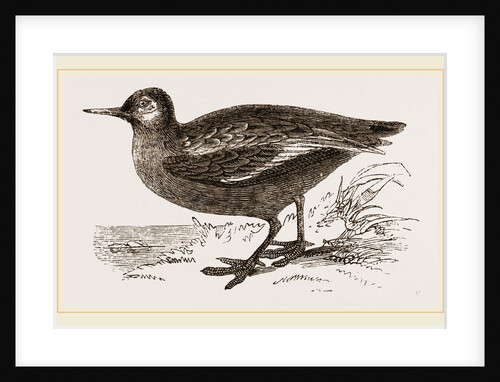 Grey Phalarope Summer Plumage by Anonymous