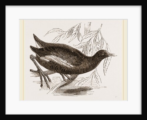 Moorhen by Anonymous
