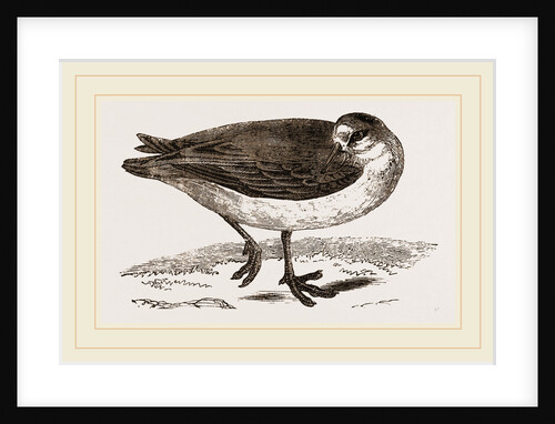 Grey Phalarope Winter Plumage by Anonymous