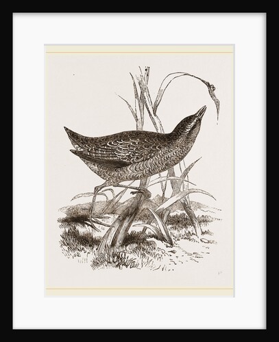 Spotted Crake by Anonymous