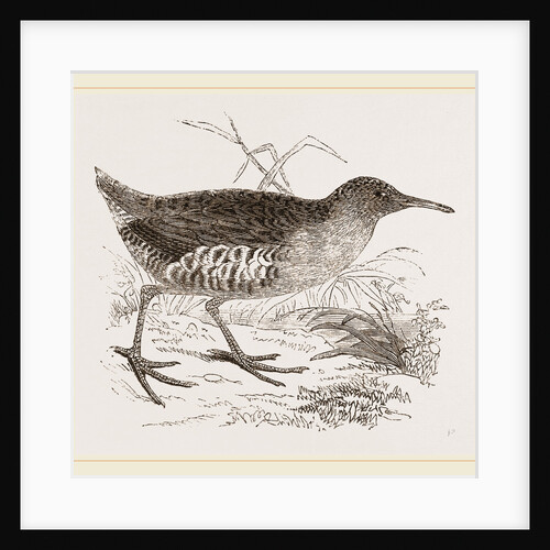 Water-Rail by Anonymous