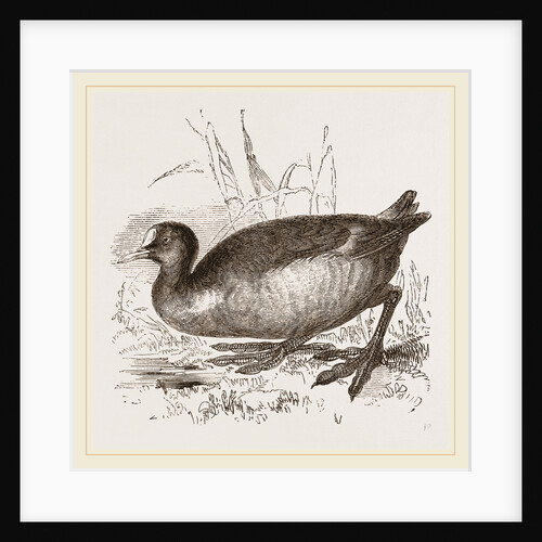 Coot by Anonymous
