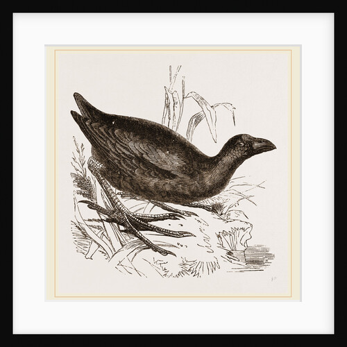 Hyacinthine Gallinule by Anonymous