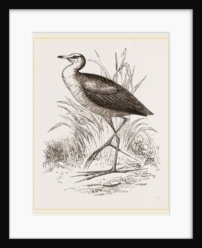 African Jacana by Anonymous