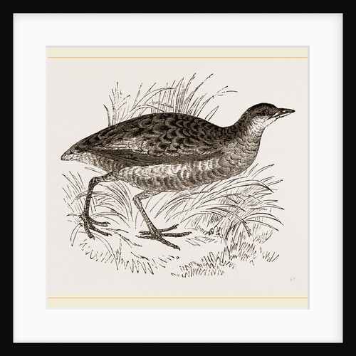 C orn-Crake by Anonymous