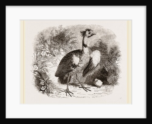Crested Screamer and Young by Anonymous
