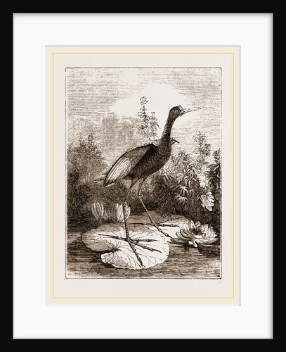 Common Jacana by Anonymous