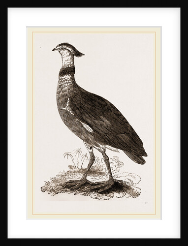 Crested Screamer by Anonymous