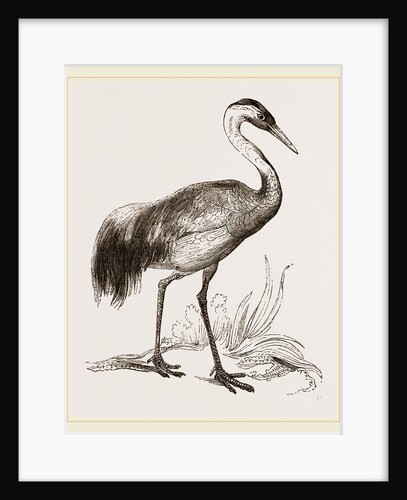 Crane by Anonymous