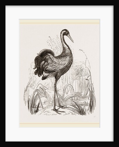 Crane by Anonymous