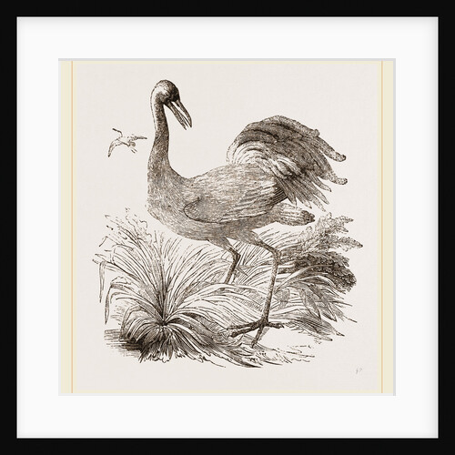 Crane by Anonymous