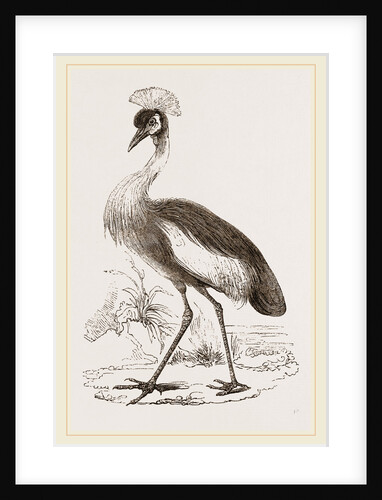 Crowned Crane by Anonymous