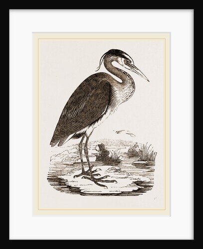 Heron by Anonymous