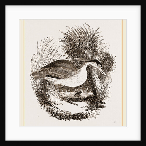 Night-Heron by Anonymous