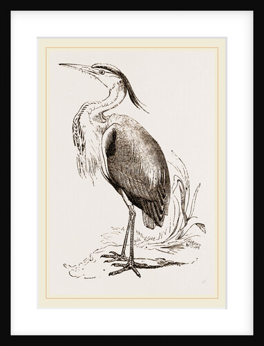 Heron by Anonymous