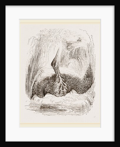 Bittern by Anonymous