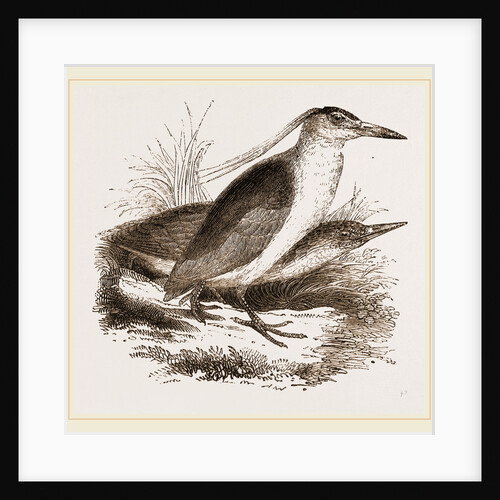 Night Herons by Anonymous