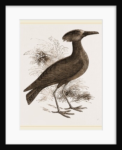 Tufted Umber by Anonymous