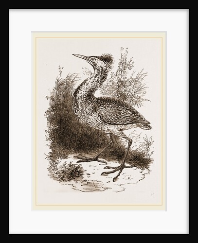 Bittern by Anonymous