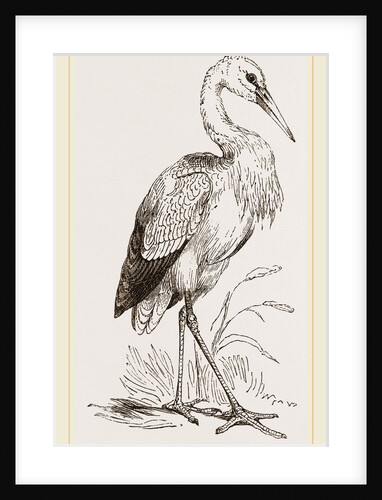 Stork by Anonymous