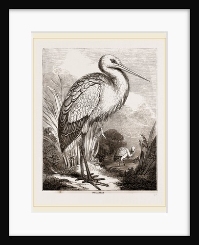 Stork by Anonymous