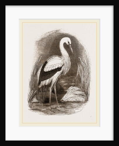 Stork by Anonymous